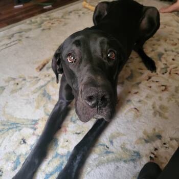 Great Dane Dogs Available for Adoption - Azula | PetCurious