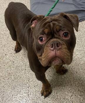 American Bulldog Dogs Available for Adoption in Vancouver, Washington - Root Beer | PetCurious