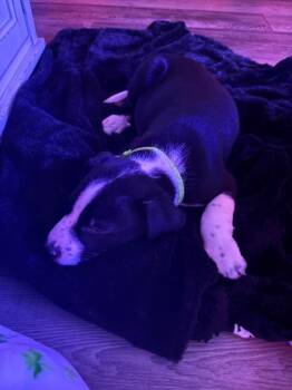 Pit Bull Terrier and Australian Shepherd Dogs Available for Adoption - Neopolitan Dynomite | PetCurious