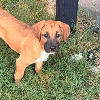 Roo -  Great Dane and Labrador Retriever Dog for Adoption in Bullard, Texas - Roo | PetCurious