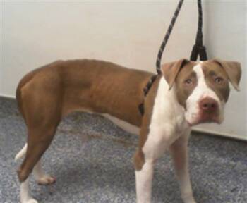 A1270307 -  Pit Bull Terrier Dog for Adoption in Charlotte, North Carolina - A1270307 | PetCurious