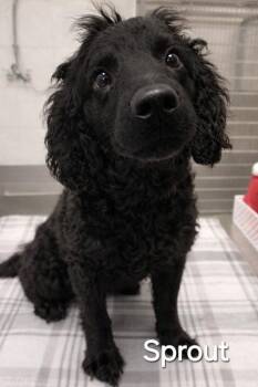 Poodle Dogs Available for Adoption in Sidney, Ohio - Sprout Yrly 139 | PetCurious