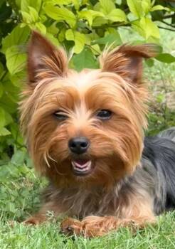 Graham -  Yorkshire Terrier Dog for Adoption in Junction, Texas - Graham | PetCurious