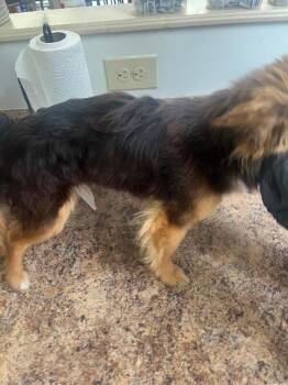 Little Ray -  Mixed Breed Dog for Adoption in Cincinnati, Ohio - Little Ray | PetCurious
