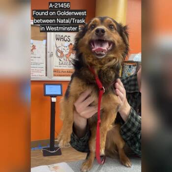 Spaniel and Mixed Breed Dogs Available for Adoption in Westminster, California - WAGS-Stray-21456 | PetCurious