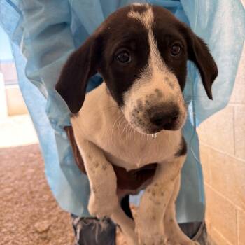 Engine 5145 -  Great Pyrenees and Great Dane Dog for Adoption in Loxahatchee Groves, Florida - Engine 5145 | PetCurious