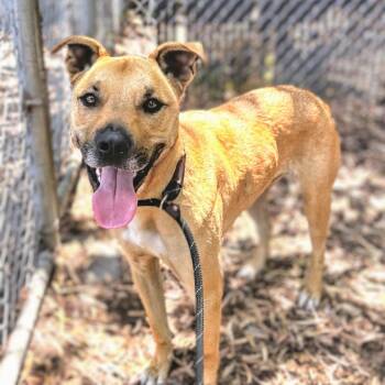Bubs -  German Shepherd Dog Dog for Adoption in Oakland, California - Bubs | PetCurious