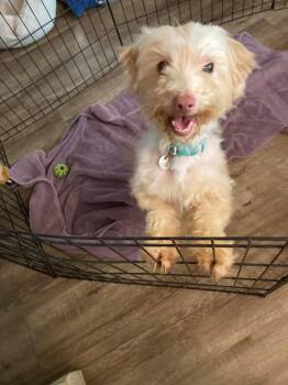 Maltese Dogs Available for Adoption - Chad | PetCurious