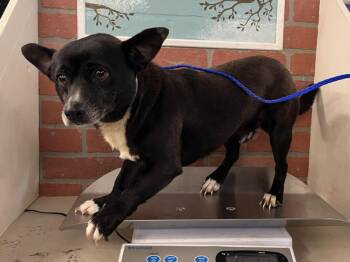 Chihuahua and Mixed Breed Dogs Available for Adoption - JUPITER | PetCurious