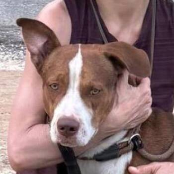 Mixed Breed Dogs Available for Adoption in Loxahatchee Groves, Florida - Pookie 0746 | PetCurious