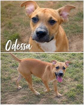 Odessa -  Shepherd Dog for Adoption in Zimmerman, Minnesota - Odessa | PetCurious