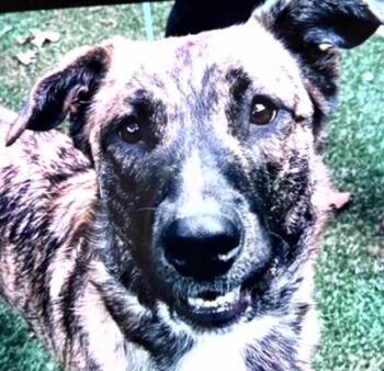 Belgian Shepherd Malinois and Alaskan Malamute Dogs Available for Adoption in Tallahassee, Florida - ARETHA | PetCurious