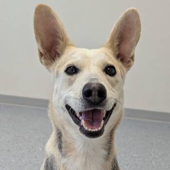 Lennox -  Mixed Breed Dog for Adoption in Yankton, South Dakota - Lennox | PetCurious