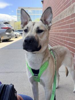 CHELSEA -  Australian Cattle Dog Blue Heeler and Husky Dog for Adoption in Broomfield, Colorado - CHELSEA | PetCurious