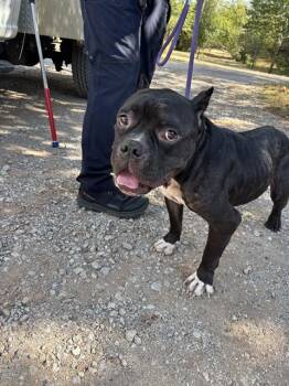 ALFIE -  Pit Bull Terrier Dog for Adoption in Oklahoma City, Oklahoma - ALFIE | PetCurious