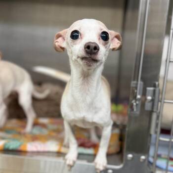 Chihuahua Dogs Available for Adoption in Denison, Texas - Karma | PetCurious