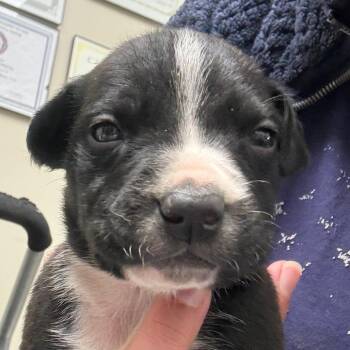 Mixed Breed Dogs Available for Adoption in Bentonville, Arkansas - Mason | PetCurious