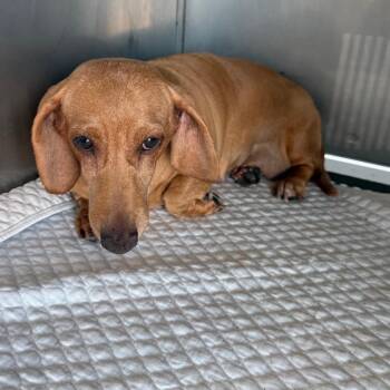 Claire -  Dachshund Dog for Adoption in Normal, Illinois - Claire | PetCurious