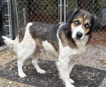 Rescue Australian Shepherd and Bernese Mountain Dog Dogs for Adoption in Grant, Alabama - Reba | PetCurious