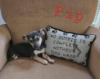 Pip -  Chihuahua Dog for Adoption in Mount Pleasant, North Carolina - Pip | PetCurious
