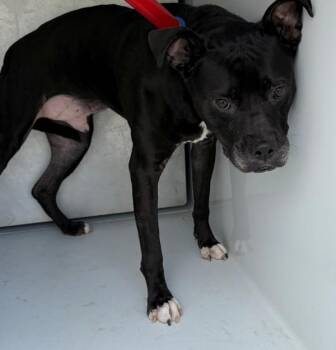 Pen 172c Dumpling -  Pit Bull Terrier Dog for Adoption in Lawrenceville, Georgia - Pen 172c Dumpling | PetCurious