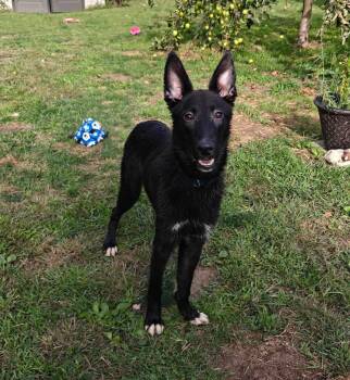 Shadow -  German Shepherd Dog Dog for Adoption - Shadow | PetCurious