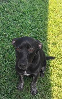 Loretta -  Pit Bull Terrier and Labrador Retriever Dog for Adoption in Gallatin, Tennessee - Loretta | PetCurious