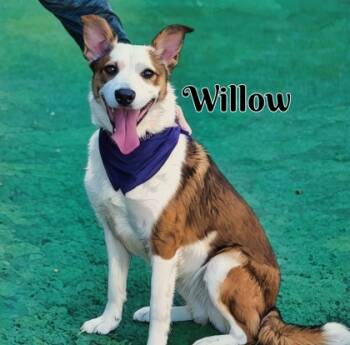 Rescue Shetland Sheepdog Sheltie and Border Collie Dogs for Adoption in North Richland Hills, Texas - Willow | PetCurious
