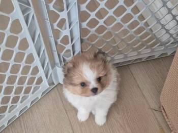 Luna -  Pomeranian Dog for Adoption in Westfield, New Jersey - Luna | PetCurious