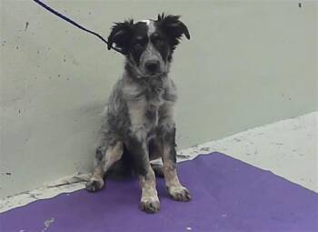 Australian Cattle Dog Blue Heeler and Mixed Breed Dogs Available for Adoption in Houston, Texas - A2070374 | PetCurious