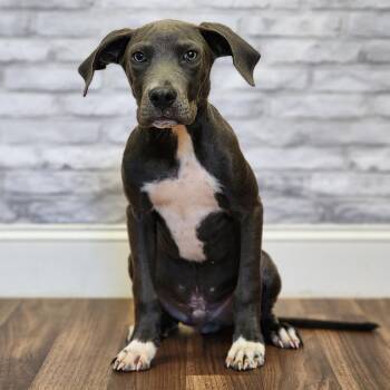 Pasco -  Terrier Dog for Adoption in Montgomery, Alabama - Pasco | PetCurious