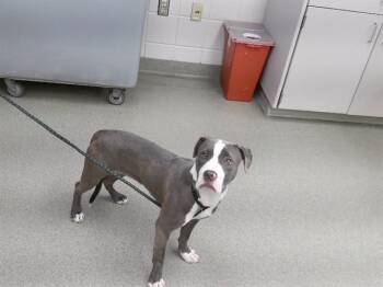 MATRIX -  Boxer and Mixed Breed Dog for Adoption in Omaha, Nebraska - MATRIX | PetCurious