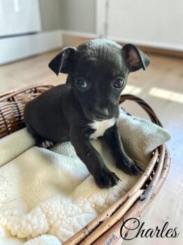 Charles -  Terrier Dog for Adoption - Charles | PetCurious