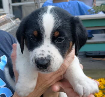 Rescue Beagle Dogs for Adoption in Livonia, Michigan - D126 Litter JJ | PetCurious