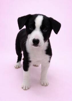 Labrador Retriever Dogs Available for Adoption - Harley #0098 | PetCurious