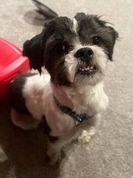 Shih Tzu Dogs Available for Adoption in Calgary, Alberta - Stevie | PetCurious