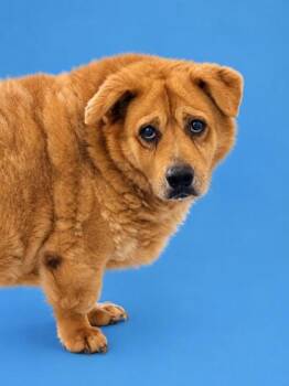 Biscuit 997-26 -  Cardigan Welsh Corgi and Labrador Retriever Dog for Adoption in Cumming, Georgia - Biscuit 997-26 | PetCurious