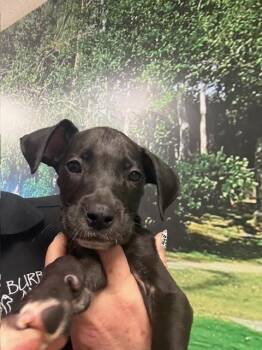 Great Dane and Pit Bull Terrier Dogs Available for Adoption - EMILY | PetCurious