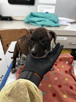 POPPIE -  Mixed Breed Dog for Adoption in Dallas, Texas - POPPIE | PetCurious