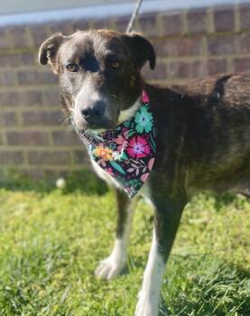 Rescue Mixed Breed Dogs for Adoption in Dickson, Tennessee - Katherine | PetCurious