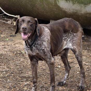 Rescue German Shorthaired Pointer Dogs for Adoption in Springfield, Missouri - 1680 Rose | PetCurious