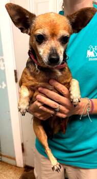 Tink -  Chihuahua Dog for Adoption in Metropolis, Illinois - Tink | PetCurious