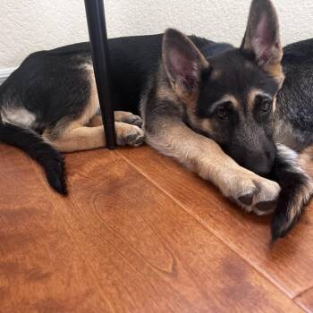 German Shepherd Dog and Mixed Breed Dogs Available for Adoption in San Diego, California - Porscha | PetCurious