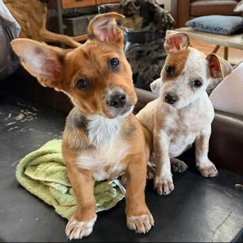 Curly -  Jack Russell Terrier and Chihuahua Dog for Adoption in Kansas City, Missouri - Curly | PetCurious