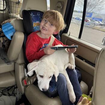 Golden Retriever and Labrador Retriever Dogs Available for Adoption - Marshmellow  | PetCurious