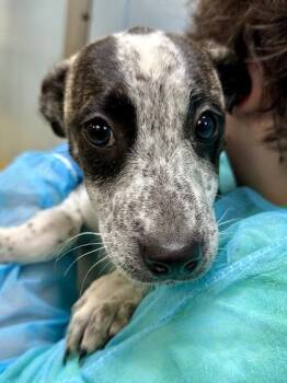Pebbles -  Mixed Breed Dog for Adoption in Wichita, Kansas - Pebbles | PetCurious