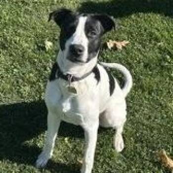 Rescue Mixed Breed Dogs for Adoption in Roseburg, Oregon - Moo | PetCurious