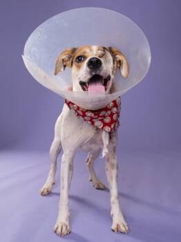 Harvey Dent -  Mixed Breed Dog for Adoption in Atlanta, Georgia - Harvey Dent | PetCurious