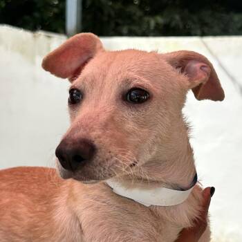 Mixed Breed Dogs Available for Adoption in Guaynabo, Guaynabo - Sahara | PetCurious
