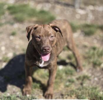 Buzz -  Mixed Breed Dog Available for Adoption in Chatsworth, Georgia - Buzz | PetCurious